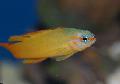 Aquariumvissen Assessor, Geel foto, zorg en beschrijving, karakteristieken en groeiend