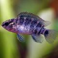 Aquarium Fish Badis badis, Striped Photo, care and description, characteristics and growing