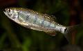 Pesci d'Acquario Barilius Dogarsinghi, Strisce foto, la cura e descrizione, caratteristiche e la coltivazione