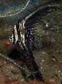 Аквариумные Рыбки Платакс батавианус, Platax batavianus, полосатый Фото, уход и описание, характеристика и выращивание