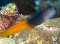 Bicolor Blenny Photo, characteristics and care