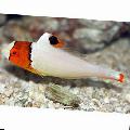 Bicolor parrot fish Photo, characteristics and care