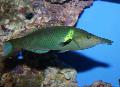 Bird Wrasse care and characteristics
