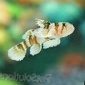 Black Barred Convict Goby Photo, characteristics and care