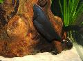 Black Ghost Knife Fish, Apteronotus albifrons, Black Photo, care and description, characteristics and growing