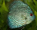Blue Discus care and characteristics