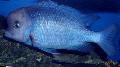 Blue Dolphin Cichlid, Moorei Cichlid Photo, characteristics and care