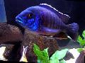 Blue Peacock Cichlid Photo, characteristics and care