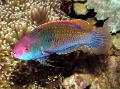 Blue-scaled fairy-wrasse Photo, characteristics and care