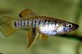 Aquariumvissen Brachyrhaphis, Gestreept foto, zorg en beschrijving, karakteristieken en groeiend