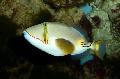 Bursa Triggerfish Photo, characteristics and care