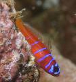 Catalina Goby (Bluebanded Goby) Photo, characteristics and care