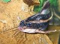 Catfish raphael chocolate, Acanthodoras cataphractus, Striped Photo, care and description, characteristics and growing
