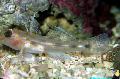 Cave Transparent Goby Photo, characteristics and care