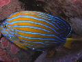 Akvarij Ribe Chaetodontoplus, prugasta Foto, briga i opis, karakteristike i uzgoj