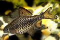 Checkered Barb Photo, characteristics and care