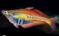 Akvaryum Balıkları Chilatherina, rengârenk fotoğraf, bakım ve tanım, özellikleri ve büyüyen