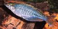 観賞魚 Chilatherina, ライトブルー フォト, ケア と 説明, 特性 と 成長