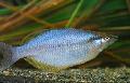 Ryby Akwariowe Chilatherina, Srebrny zdjęcie, odejście i opis, charakterystyka i hodowla