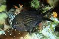 Akvarijske Ribice Chromis, črna fotografija, nega in opis, značilnosti in rast