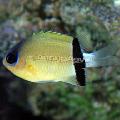 Peixes de Aquário Chromis, Amarelo foto, cuidado e descrição, características e crescente