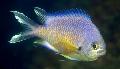 Ryby Akwariowe Chromis, Złoty zdjęcie, odejście i opis, charakterystyka i hodowla