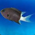 Aquarium Fish Chromis, Black Photo, care and description, characteristics and growing