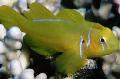 Citron Clown Goby Photo, characteristics and care