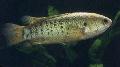 Aquarium Fish Climbing Perch, Anabas testudineus, Gold Photo, care and description, characteristics and growing