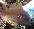 Clown Goby Brown Photo, characteristics and care
