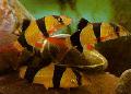 Photo Freshwater Fish Clown loach
