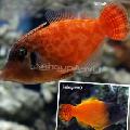 Colored Filefish Photo, characteristics and care