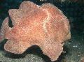 Commerson's frogfish (Commersons anglerfish) Photo, characteristics and care