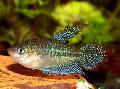 Akvarij Ribe Kreketanje Gourami, Trichopsis vittata, odijelo Foto, briga i opis, karakteristike i uzgoj