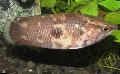 Photo Freshwater Fish Ctenopoma oxyrhynchum