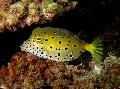 Akvaariokaloille Cubicus Boxfish, Ostracion cubicus, Täplikäs kuva, hoito ja tuntomerkit, ominaisuudet ja viljely