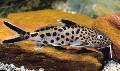 Aquarium Fish Cuckoo Synodontis, Synodontis multipunctatus, Spotted Photo, care and description, characteristics and growing