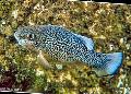 Aquarium Fish Cyprinodon, Spotted Photo, care and description, characteristics and growing