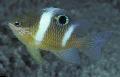 Akvariumas Žuvys Dischistodus, dryžuotas Nuotrauka, kad ir aprašymas, charakteristikos ir augantis
