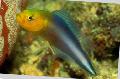 Double Striped Dottyback Photo, characteristics and care