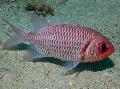 Doubletooth Soldierfish Photo, characteristics and care