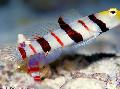 Dracula Goby Photo, characteristics and care