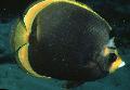 Dusky Butterflyfish Photo, characteristics and care
