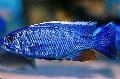 Electric Blue Hap, Electric Blue Cichlid Photo, characteristics and care