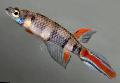 Aquariumvissen Epiplatys, Bont foto, zorg en beschrijving, karakteristieken en groeiend