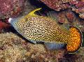 Fantail Orange Filefish Photo, characteristics and care