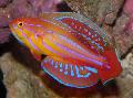 Filamented flasher-wrasse Photo, characteristics and care