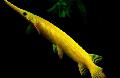 Aquariumvissen Florida Gar, Lepisosteus platyrhincus, Geel foto, zorg en beschrijving, karakteristieken en groeiend