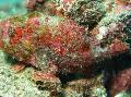 Freckled frogfish Photo, characteristics and care