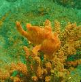 Freckled frogfish, Antennarius coccineus, Spotted Photo, care and description, characteristics and growing